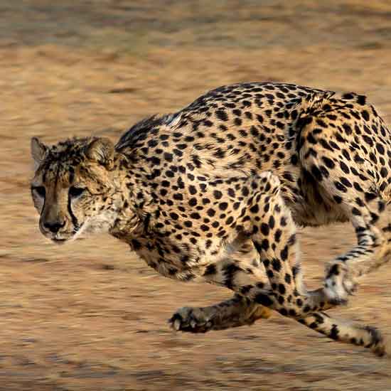 Cheetah