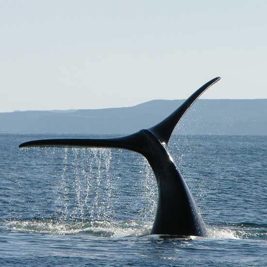 Whale tail